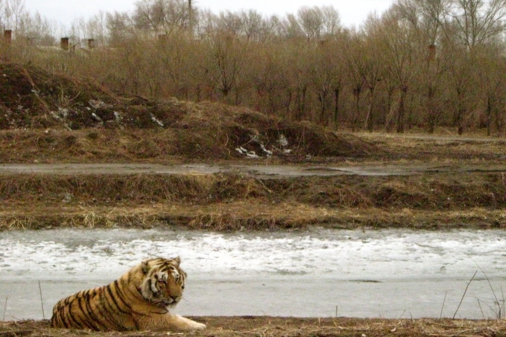 Harbin4