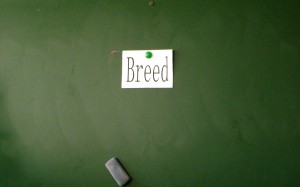 Breed