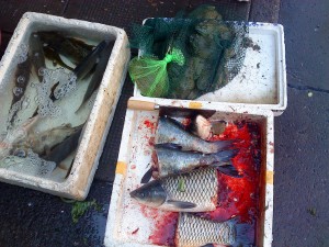 fish