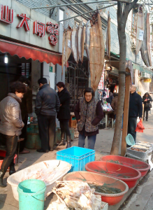 fish1