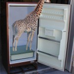 giraffe
