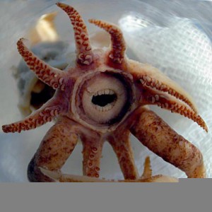 Squid-teeth