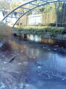 frozen pond