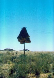 birdsnest