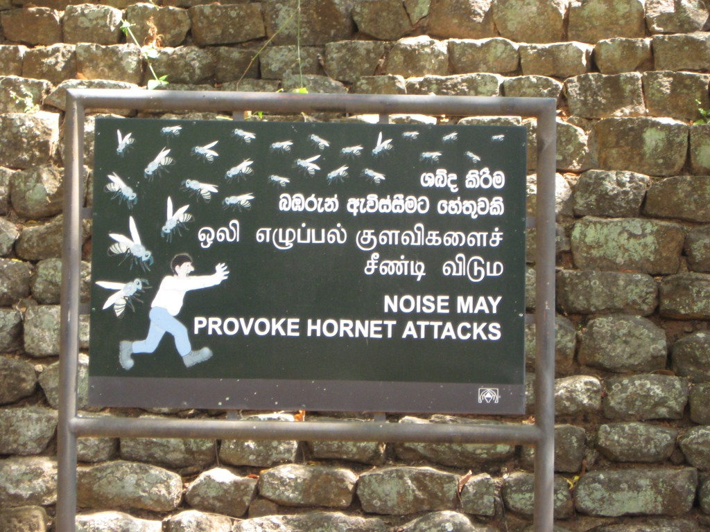Hornets