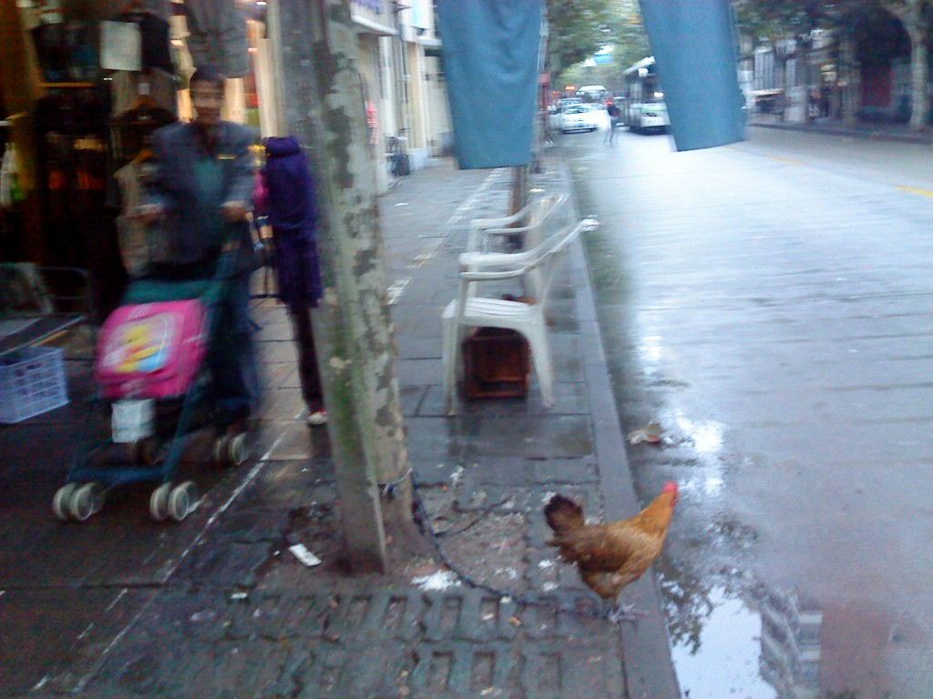 chicken crosses the road