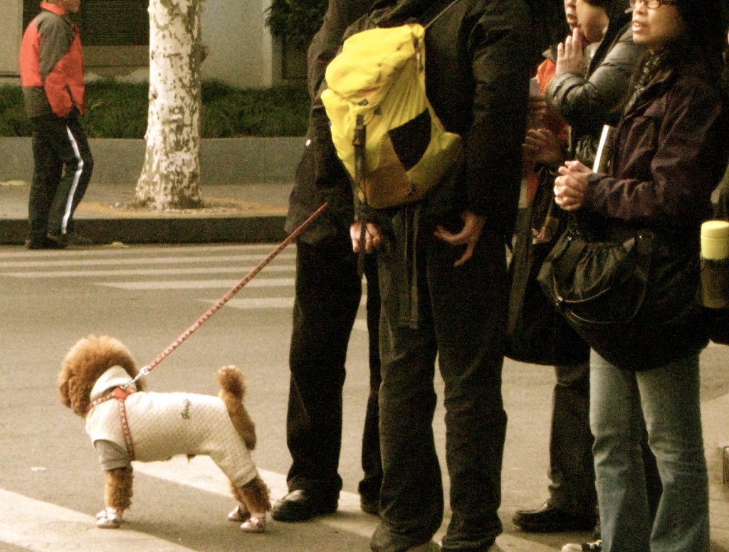 Dressed dog