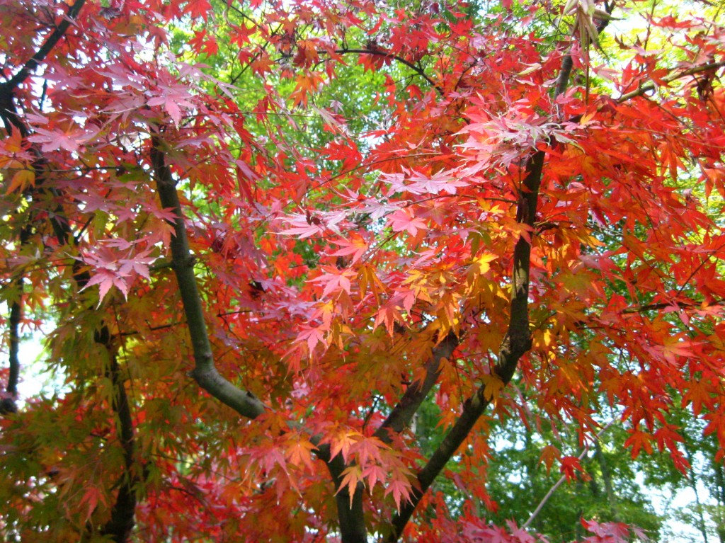 trees
