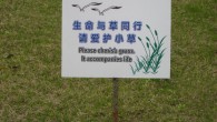 Gardening in Shanghai and Other Indoor Sports Doug said this morning that he really wouldn’t put it past me if I started raising chickens in the flat. I wondered if the neighbours would notice or care if...