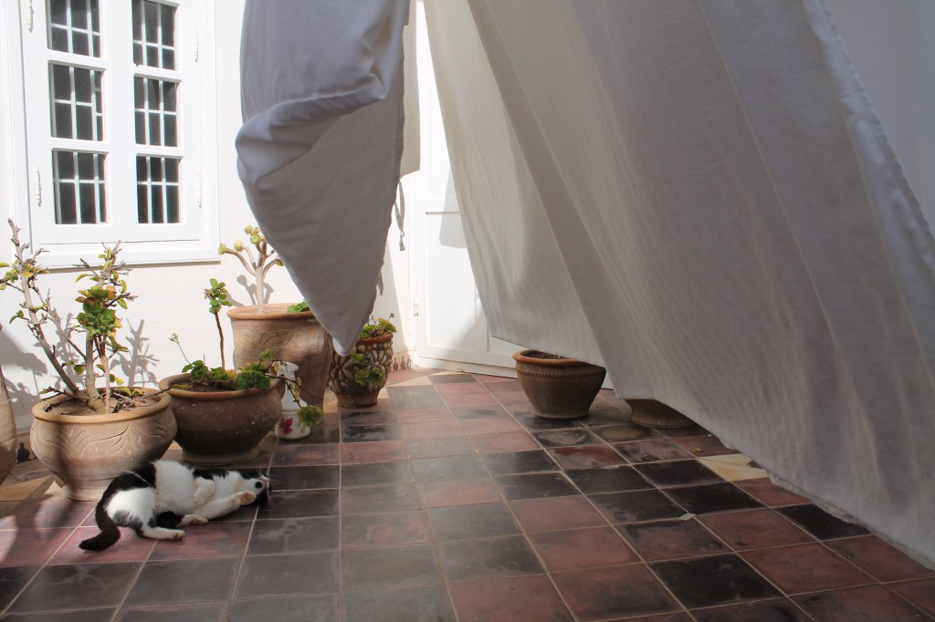 calm cat
