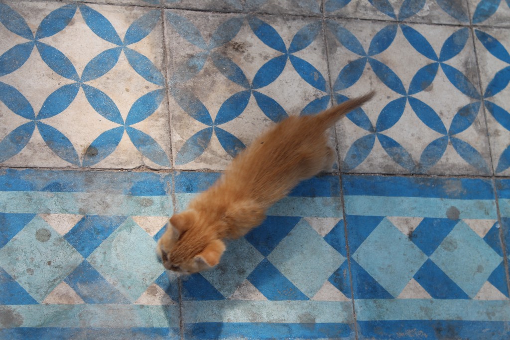 butter kitten