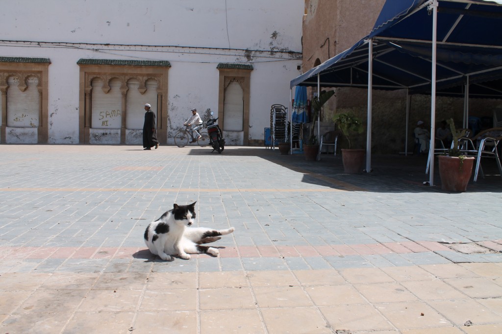 kitler