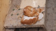 Morocco is, from what I have gathered over the past month of fairly intensive travel around the country, governed exclusively by cats. People are there, sure, but they are peripheral...