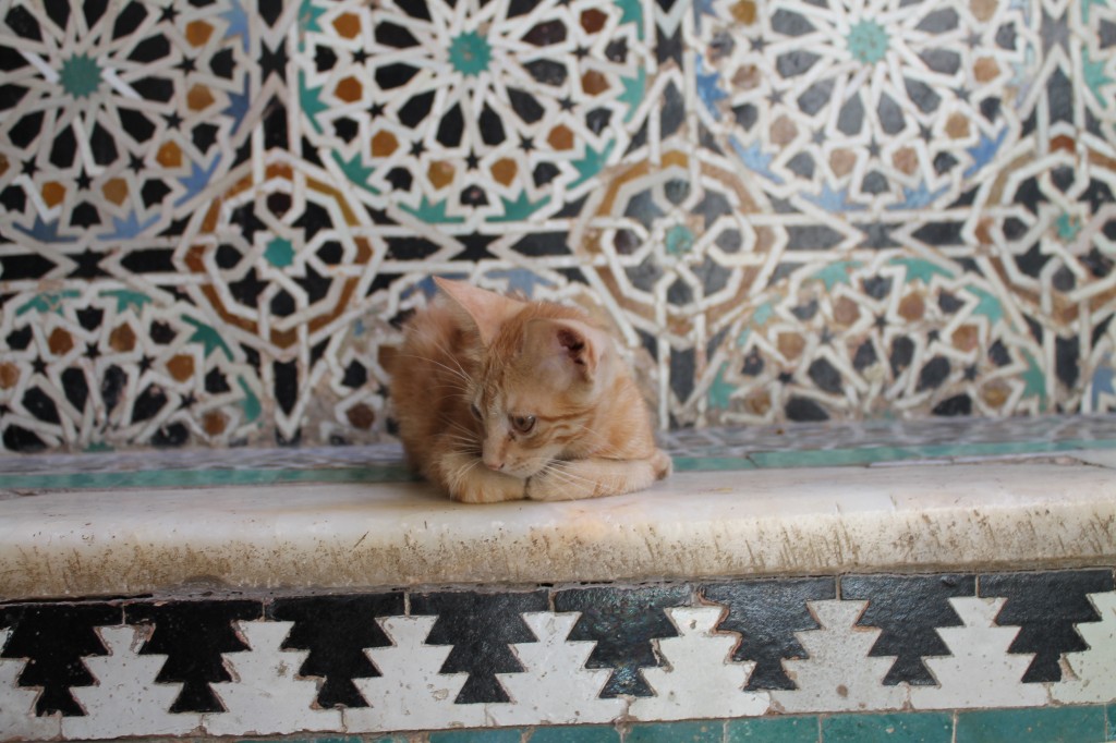pensive morning cat fes