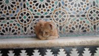 Note: this one is long. If you’re not up for a long one, I’ve added cute cat photos from Morocco. Enjoy. Sitting in a pleasant little organic cafe at Charles...