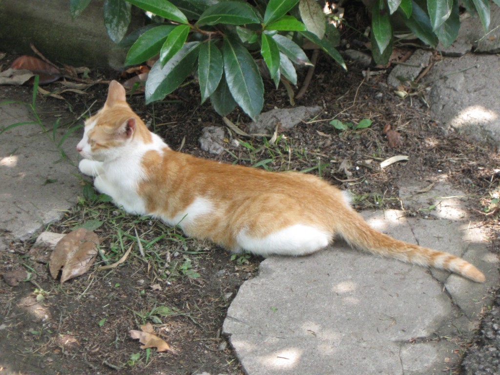 kedi