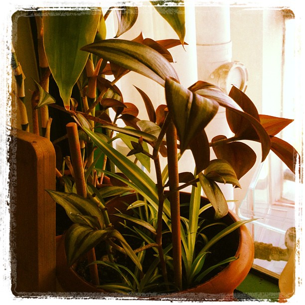 plants