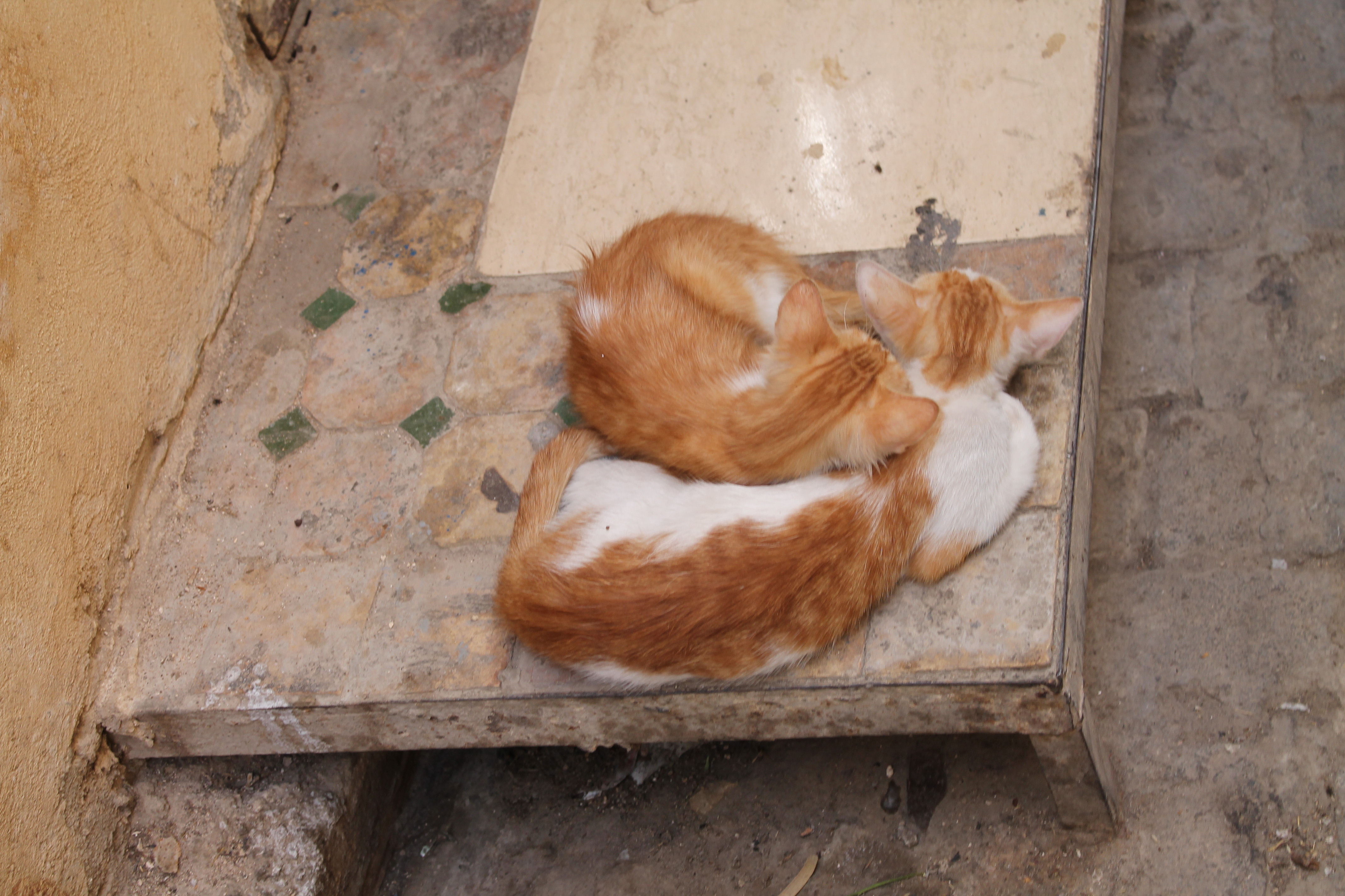 The Ridiculously Awesome Cats Who Run Morocco